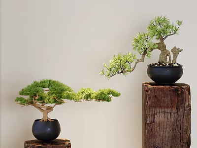 Bonsai Pine Trees in Black Pots Placed on Wooden Stumps with Light Background Wall 3d model