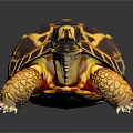 Colorful Tortoise With Yellow And Black Patterned Shell Vibrant Limbs And Head On Dark Background