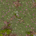 Lush Green Leafy Shrubs With Pink Flowers Growing In Garden Mulch