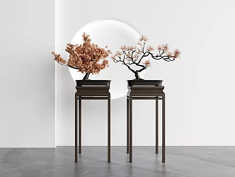 New Chinese Bonsai Pine Plant 3d model