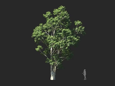 Tall Arbor Tree with Lush Green Foliage Thick Trunk and Human Silhouette on Dark Background 3d model