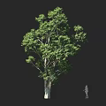 Tall Arbor Tree with Lush Green Foliage Thick Trunk and Human Silhouette on Dark Background