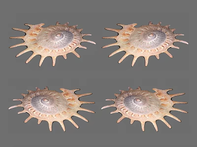 Four Aquatic Animal Shells With Radial Edges And Brown White Patterns 3d model