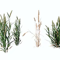 Garden Landscape Design With Clumping Green And Dried Herbaceous Plants