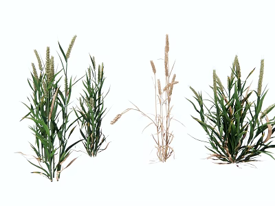 Garden Landscape Design With Clumping Green And Dried Herbaceous Plants 3d model