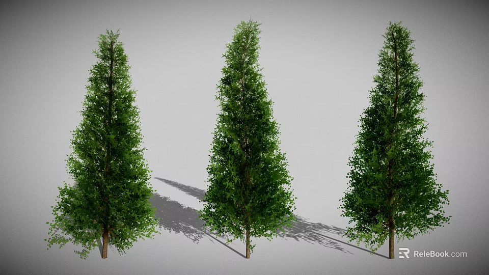 Three Tall Green Evergreen Trees with Lush Foliage and Trunks and Long Shadows on Ground 3d model 