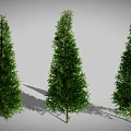 Three Tall Green Evergreen Trees with Lush Foliage and Trunks and Long Shadows on Ground