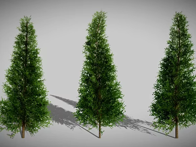 Three Tall Green Evergreen Trees with Lush Foliage and Trunks and Long Shadows on Ground 3d model