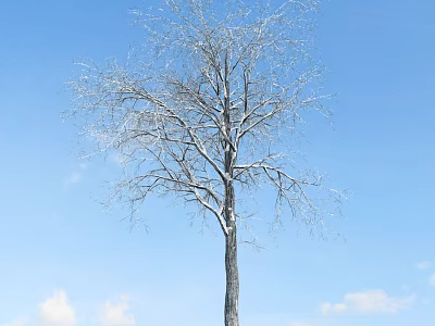 Bare Arbor Tree With Straight Trunk And Spreading Branches Against Blue Sky With White Clouds 3d model