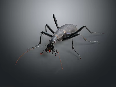 Detailed Black Insect With Long Legs And Antennae On Gray Background 3d model