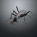Detailed Black Insect With Long Legs And Antennae On Gray Background