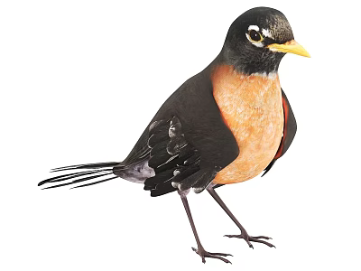 Small Black Headed Bird With Orange Chest And Yellow Beak Isolated On White Background 3d model