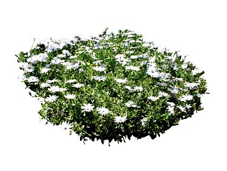 Shrubs 3d model