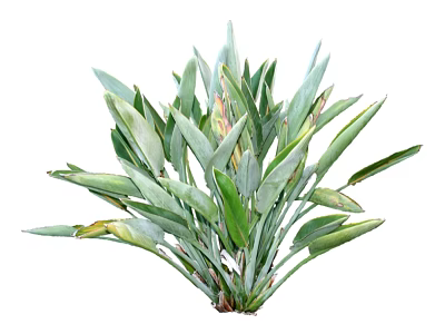 Lush Green Shrub With Long Leaves And Healthy Foliage In Garden 3d model