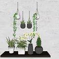 Bonsai Potted Plants With Hanging Vines Orchids Succulents On Dark Table And Light Wall
