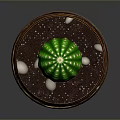 Green Cactus With White Spots Placed In Bowl Shaped Pot With Brown Decoration And Soil