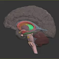 Medical Anatomical Device Transparent Brain Model With Colored Internal Structures For Education 3d model