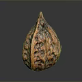 Single Whole Brown Walnut With Natural Textured Shell And Smooth Reflection 3d model