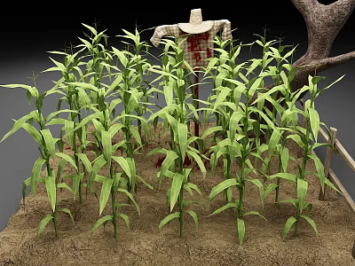 Lush Green Cornfield With Scarecrow And Tall Corn Plants In Soil 3d model