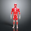 Red Colored Human Muscle Organ 3D Model Showing Detailed Anatomical Structure