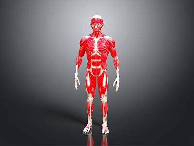 Red Colored Human Muscle Organ 3D Model Showing Detailed Anatomical Structure 3d model