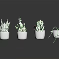 Various Succulent Plant Species Arranged in White Pots on Black Background