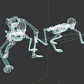 Skeletal System Two Human Skeletons in Different Poses Showing Anatomical Structure