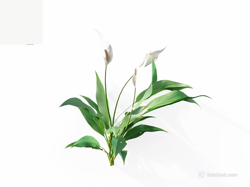 Fresh Green Leafy Plants With White Flowers On Clean White Background 3d model 