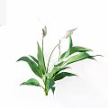 Fresh Green Leafy Plants With White Flowers On Clean White Background