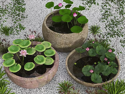 Garden Scene With Three Stone Pots Blooming Pink Lotus Flowers Green Leaves And White Pebbles 3d model