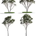 Various Arbor Trees With Different Foliage Densities And Green Grass Base 3d model