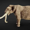 Mammoth With Long Curved Tusks And Gray Skin Standing In Dark