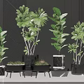 Multiple Green Potted Plants In Black Stylish Pots For Modern Indoor Decor