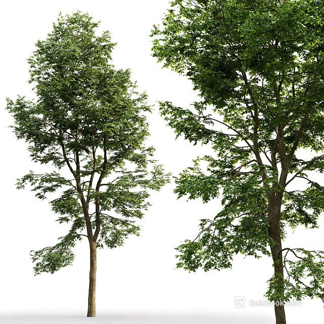 Tall Leafy Trees With Lush Green Foliage Strong Branches And Natural Appearance 3d model 