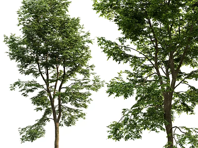 Tall Leafy Trees With Lush Green Foliage Strong Branches And Natural Appearance 3d model