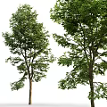 Tall Leafy Trees With Lush Green Foliage Strong Branches And Natural Appearance