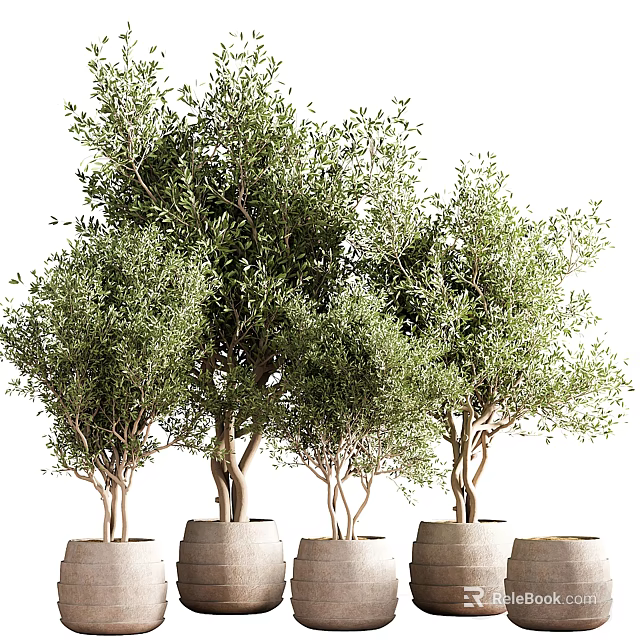 Olive Tree Bonsai Potted Plants With Lush Green Foliage For Home Decor 3d model 