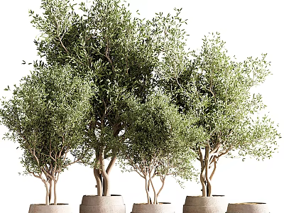 Olive Tree Bonsai Potted Plants With Lush Green Foliage For Home Decor 3d model