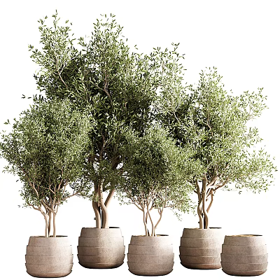 Olive Tree Bonsai Potted Plants With Lush Green Foliage For Home Decor 3d model