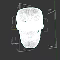 White Human Skull Anatomical Model With Detailed Eye Sockets Nasal Cavity And Teeth