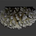 Tiny Marine Polyps Forming White Coral Colony Against Dark Background 3d model