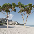 Tall Trees Standing on Sandy Beach with Mountain and Sea Under Clear Blue Sky