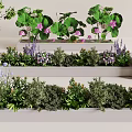 Diverse Plant Combination With Pink Lotus Purple Flowers And Green Shrubs In White Planters