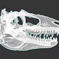 Reptile Ancient Dinosaur Skull Fossil with Sharp Teeth and Detailed Structure