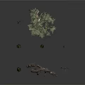 Collection of Various Plants Including Cypress Trees Olive Tree Dry Branches and Tree Roots