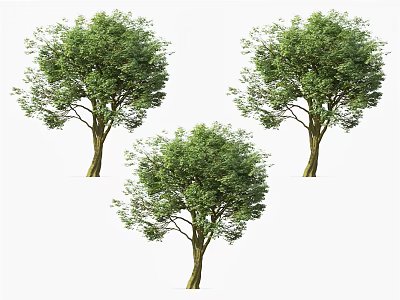 Three Lush Arbor Trees With Green Foliage And Strong Trunks On White Background 3d model