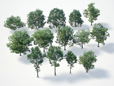 Multiple Arbor Trees Featuring Lush Green Foliage And Natural Growth Patterns 3d model