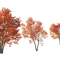 Autumn Arbor Trees With Vibrant Orange Red Leaves And Different Growth Sizes