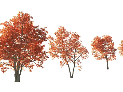 Autumn Arbor Trees With Vibrant Orange Red Leaves And Different Growth Sizes 3d model