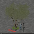 Olive Tree With Green Circular Base On Square Paved Ground Near Person And Measuring Tool